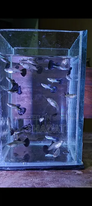 অ্যাকোয়ারিয়ামের রঙিন গাপ্পি মাছ
