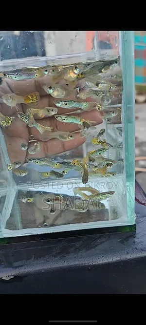 অ্যাকোয়ারিয়ামের রঙিন গাপ্পি মাছ