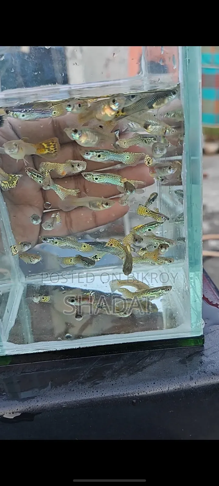 অ্যাকোয়ারিয়ামের রঙিন গাপ্পি মাছ