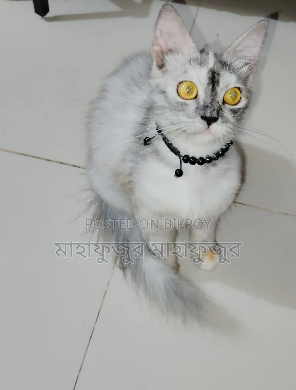 6-12 Months Female Purebred Persian