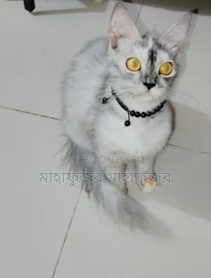 6-12 Months Female Purebred Persian