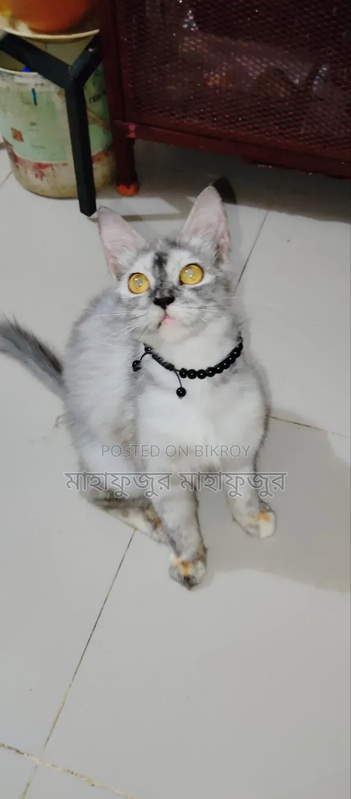 6-12 Months Female Purebred Persian