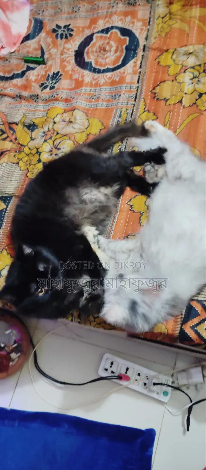 6-12 Months Female Purebred Persian