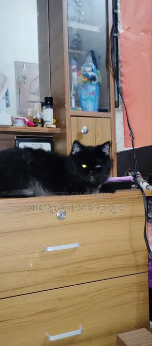6-12 Months Female Purebred Persian