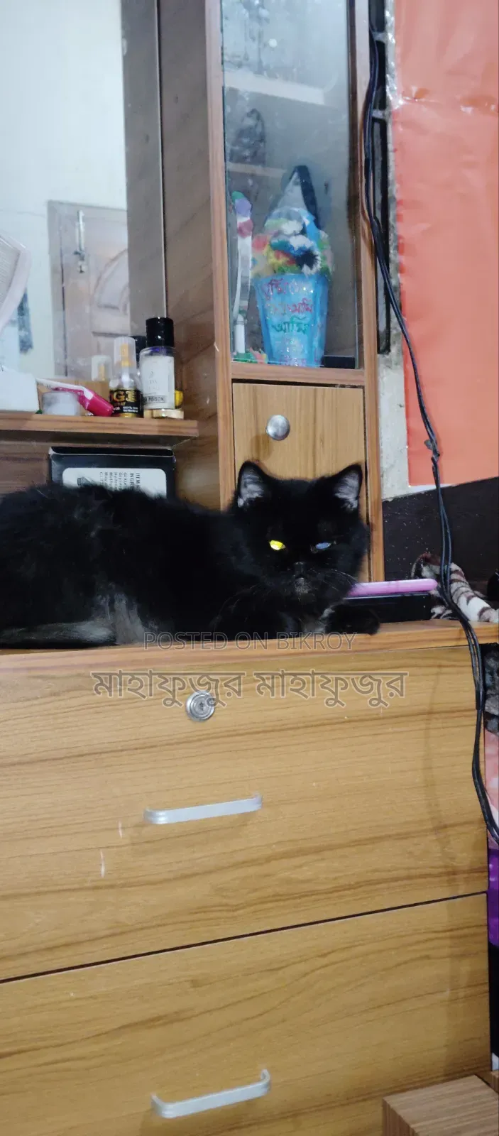 6-12 Months Female Purebred Persian
