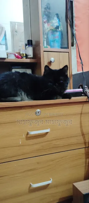 6-12 Months Female Purebred Persian