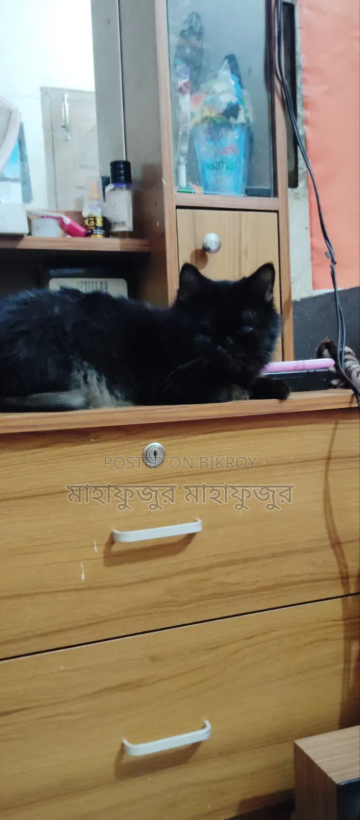 6-12 Months Female Purebred Persian