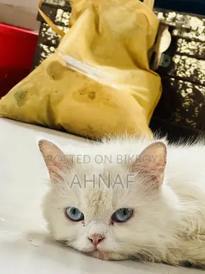 6-12 Months Female Purebred Persian