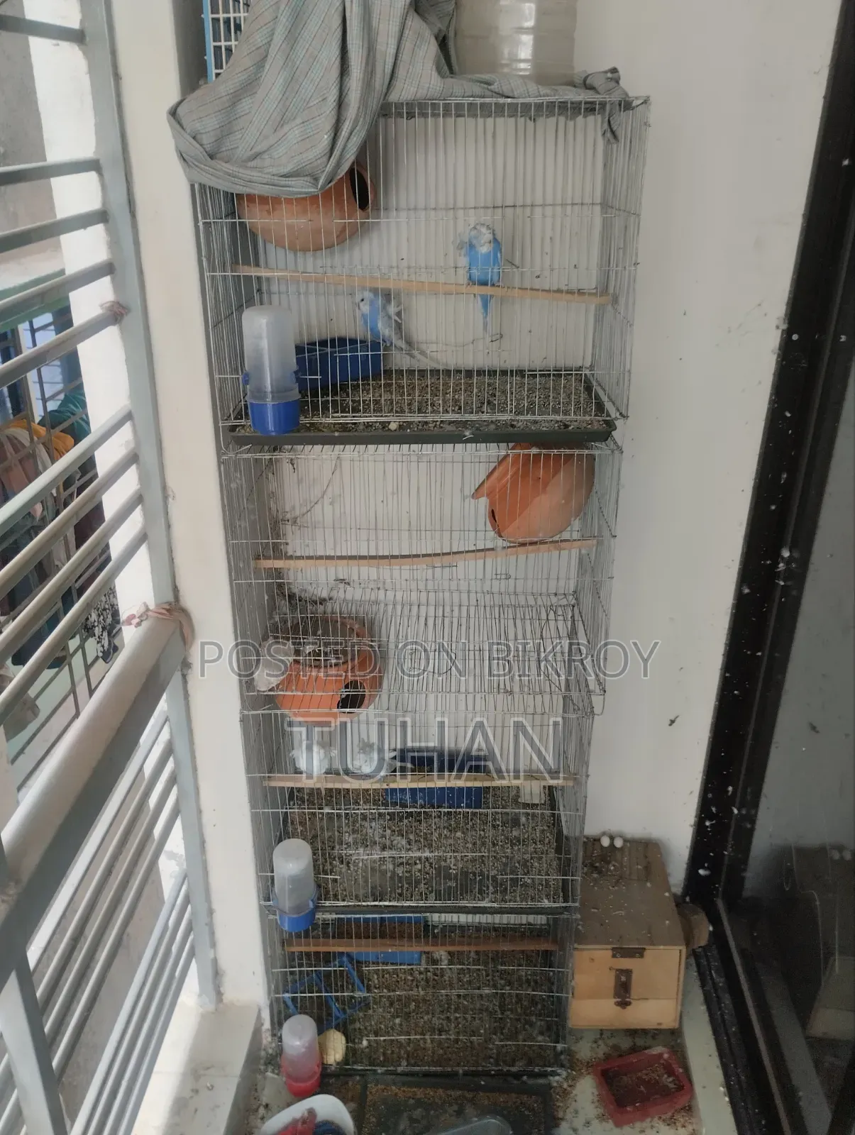 Love Bird Master Pair 2pair Jp Badgi