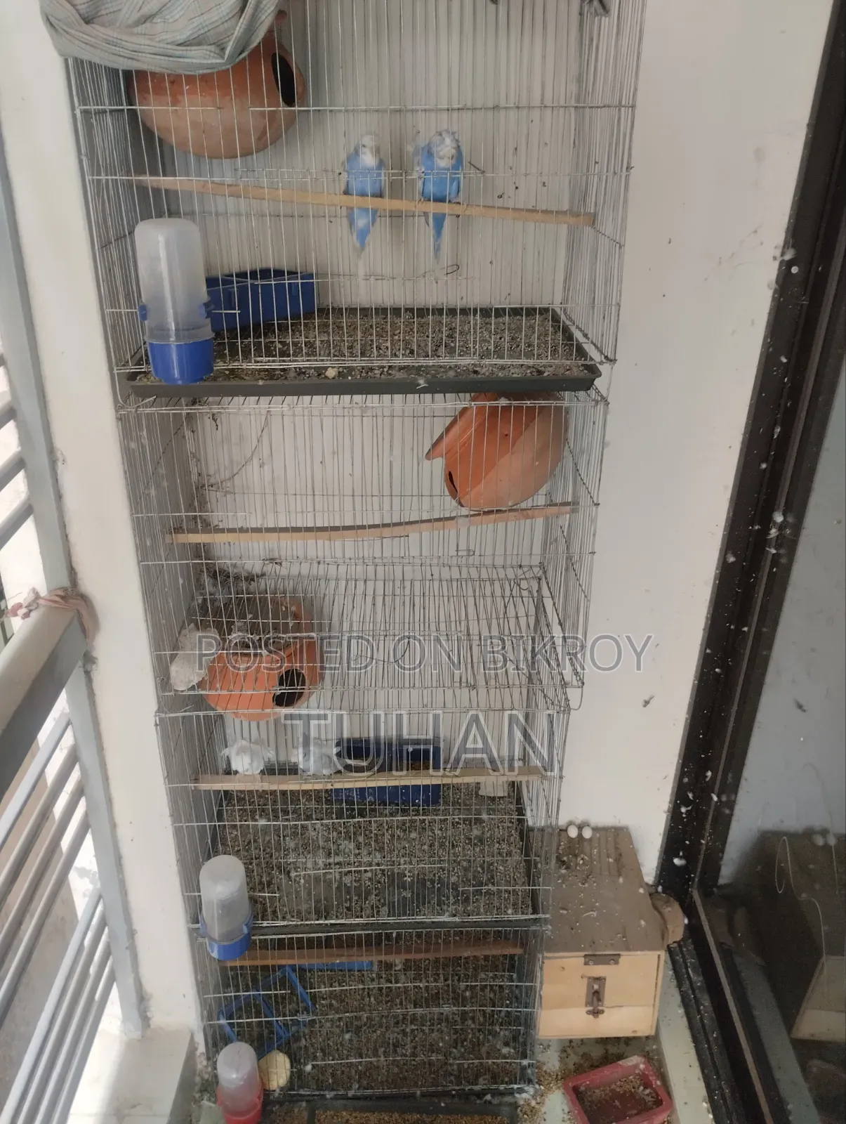Love Bird Master Pair 2pair Jp Badgi
