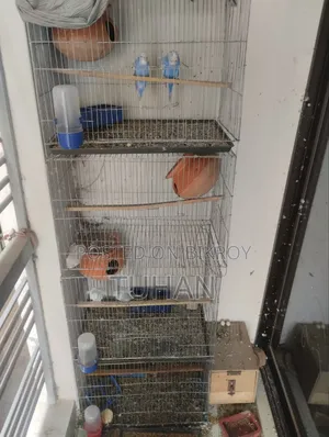 Love Bird Master Pair 2pair Jp Badgi