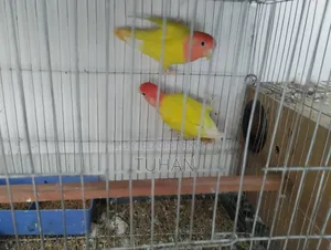 Love Bird Master Pair 2pair Jp Badgi