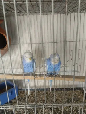 Love Bird Master Pair 2pair Jp Badgi