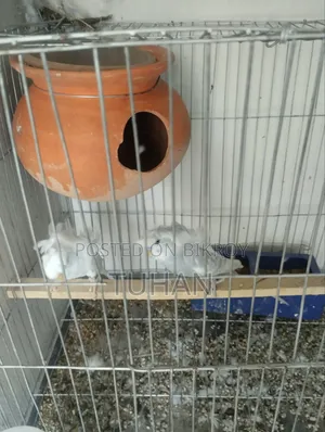 Love Bird Master Pair 2pair Jp Badgi