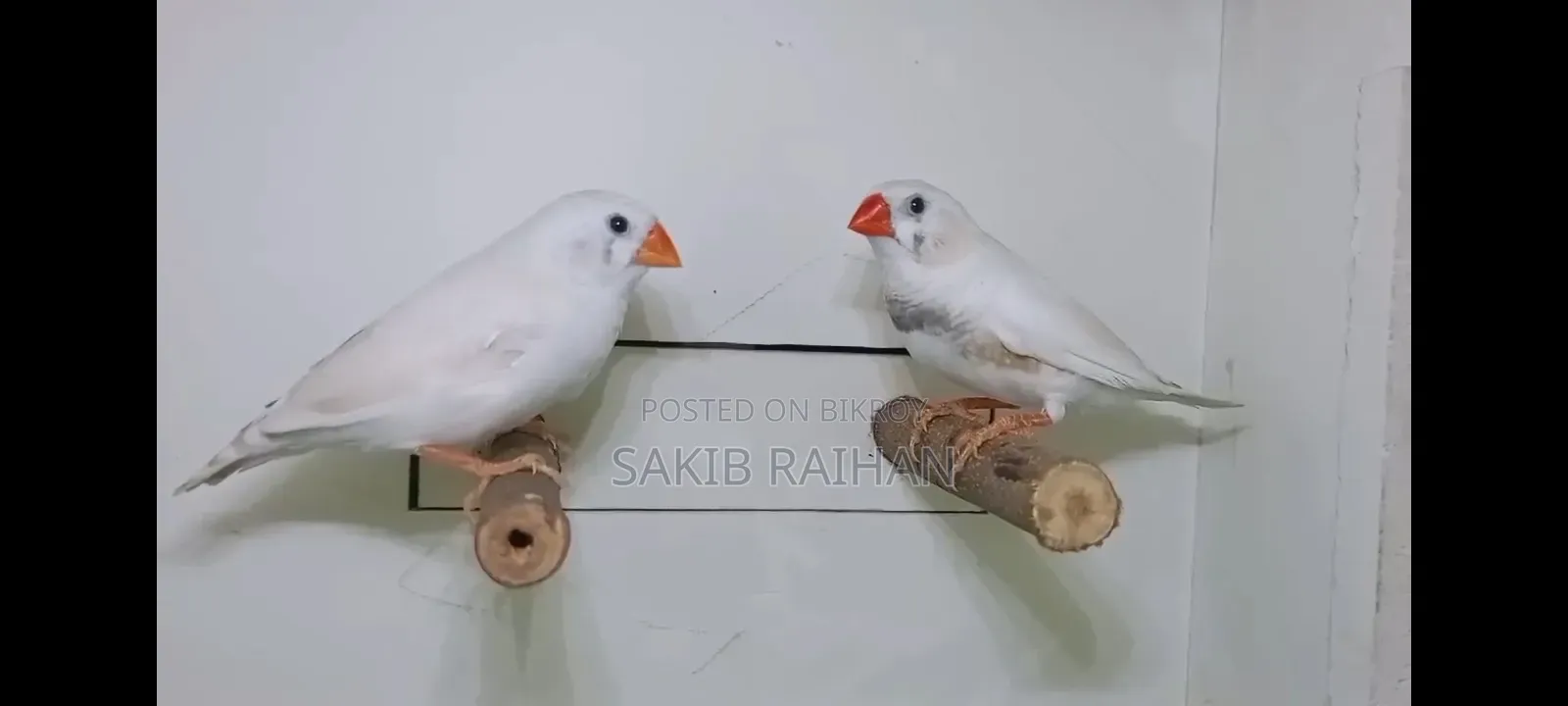 Finch Bird