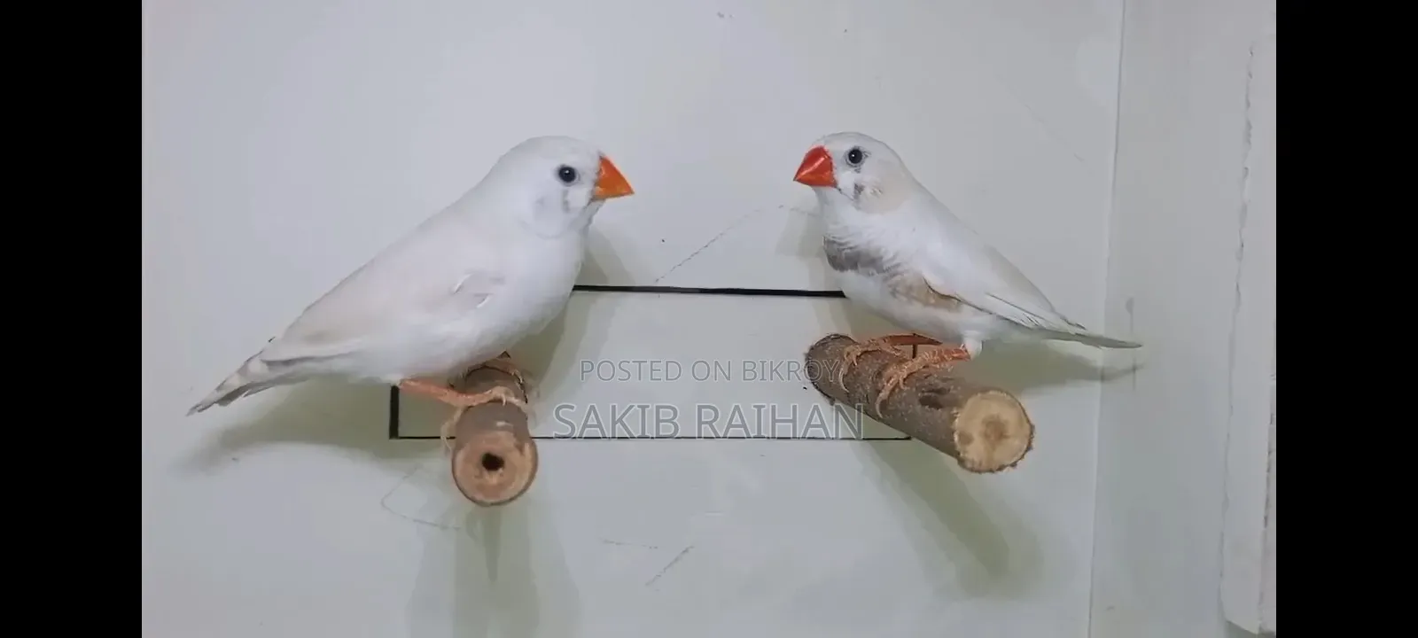 Finch Bird