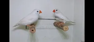 Finch Bird