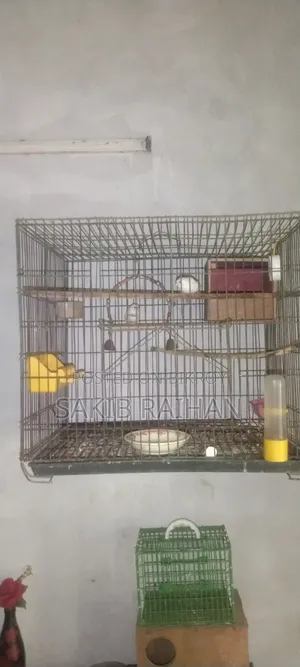 Finch Bird
