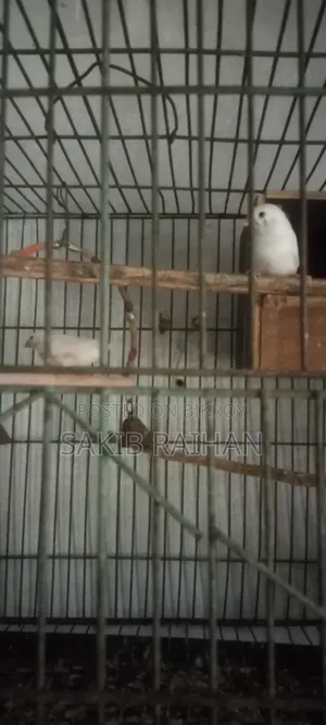 Finch Bird