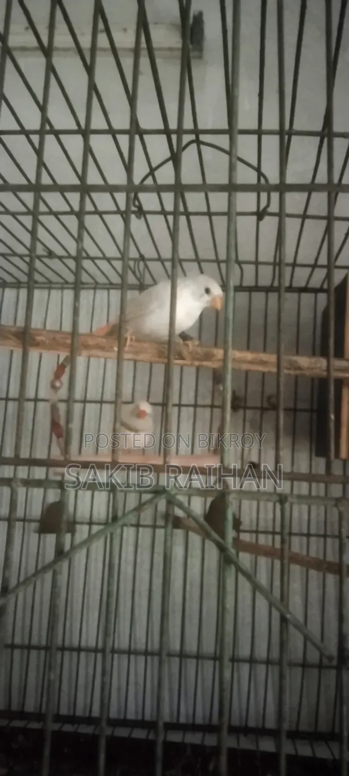 Finch Bird