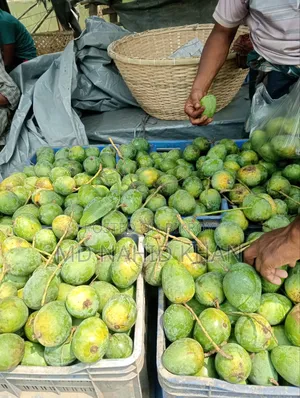 কেমিক্যাল মুক্ত ও ফ্রেশ আম