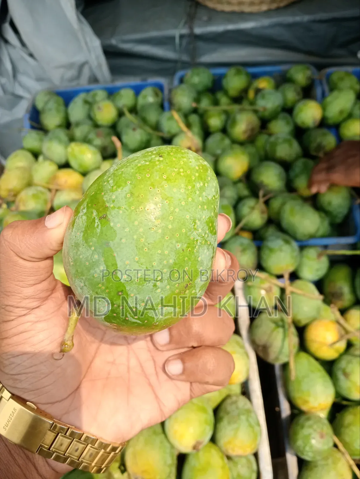 Chemical-Free and Fresh Mangoes