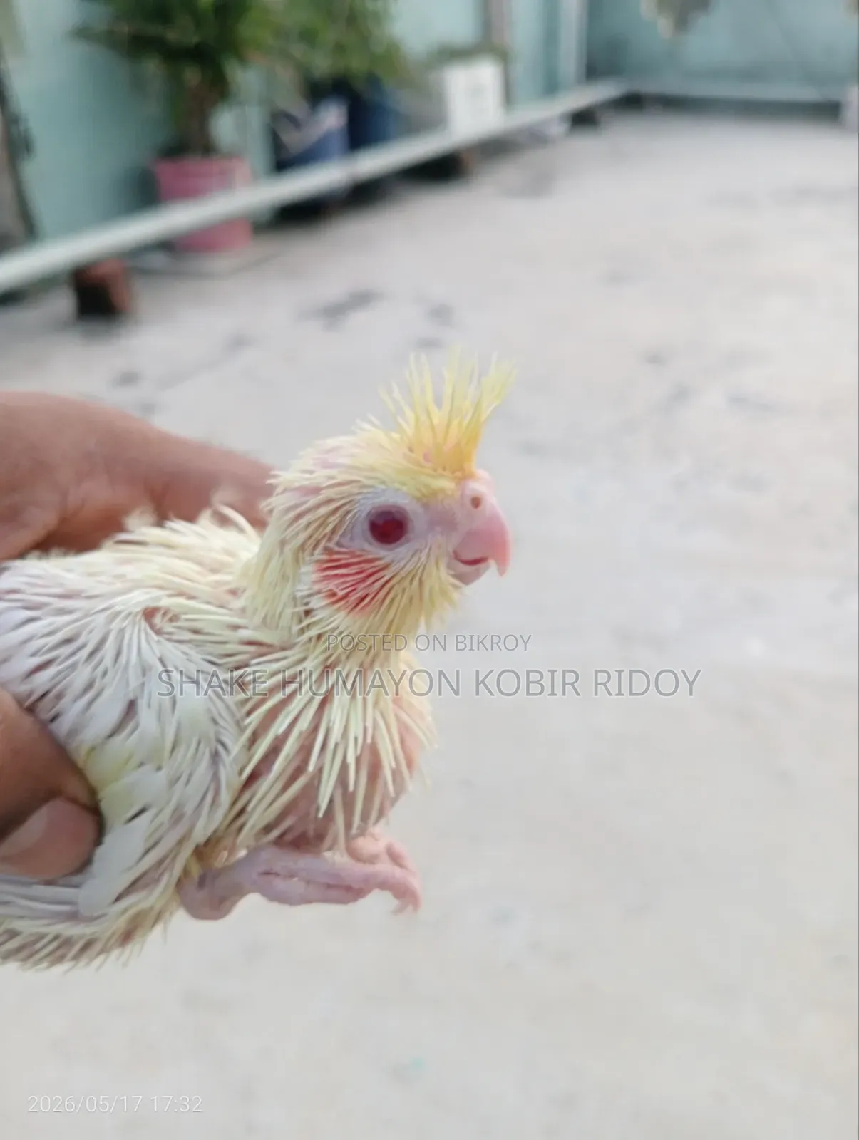 Tame Cockatiel Chicks