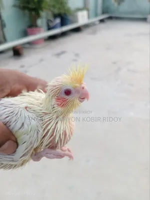 Tame Cockatiel Chicks