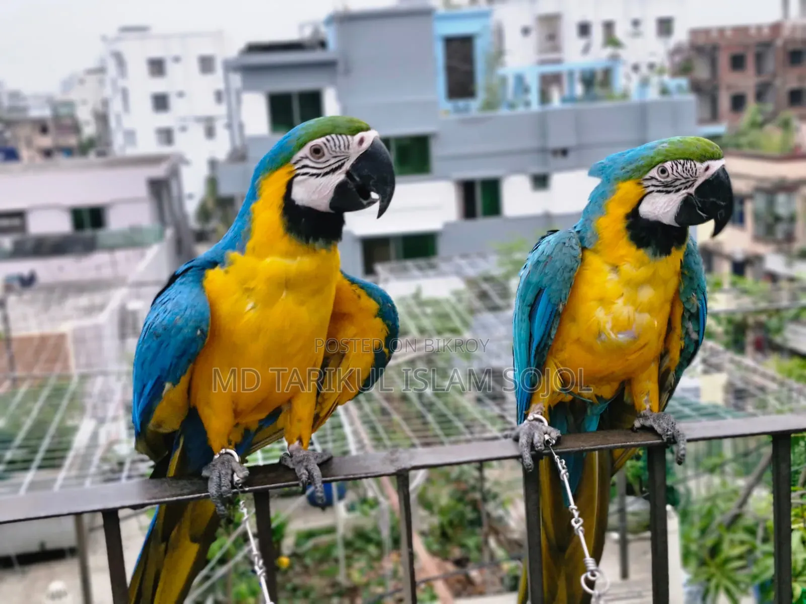 Birds for Sale