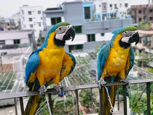 Birds for Sale