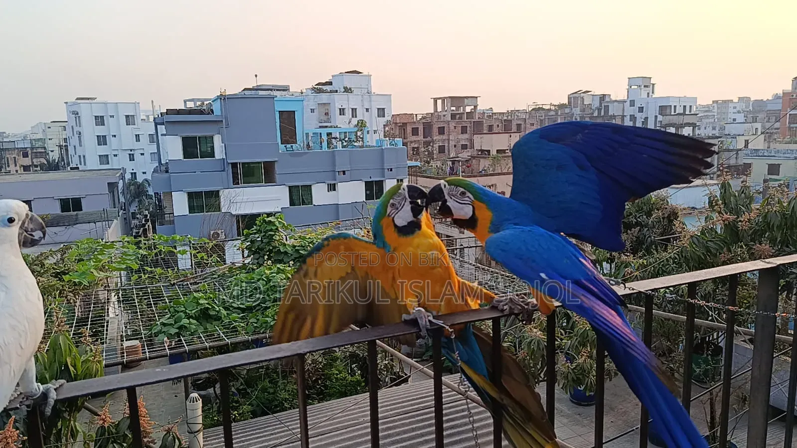 Birds for Sale
