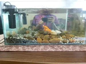 1.5 Feet Fish Tank Full Setup