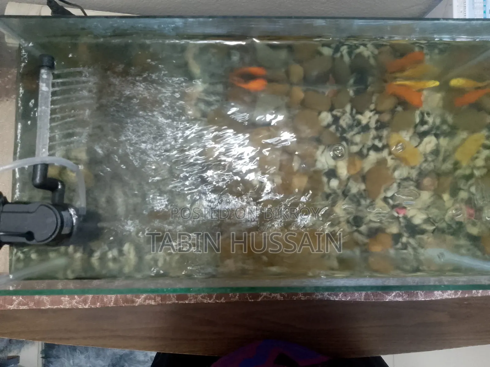 1.5 Feet Fish Tank Full Setup