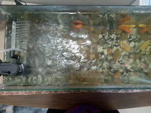 1.5 Feet Fish Tank Full Setup