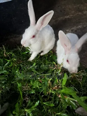 Pair of Rabbits