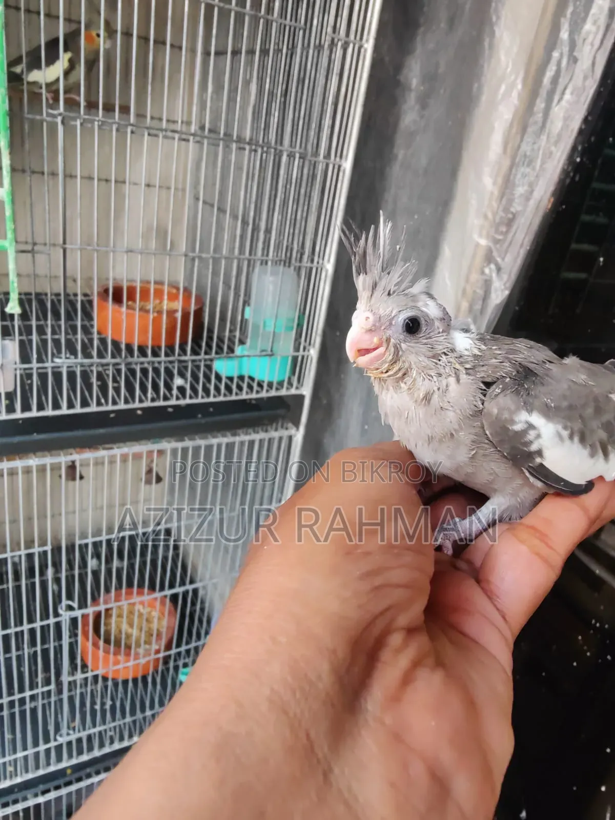 Cokatel Bird
