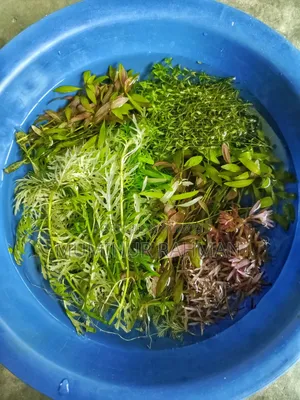 185+ Aquarium Plant Trimmings