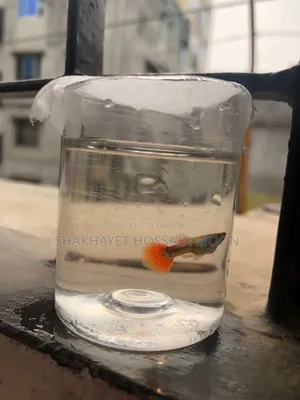 Guppy Santa Claus