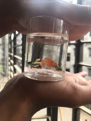 Guppy Santa Claus