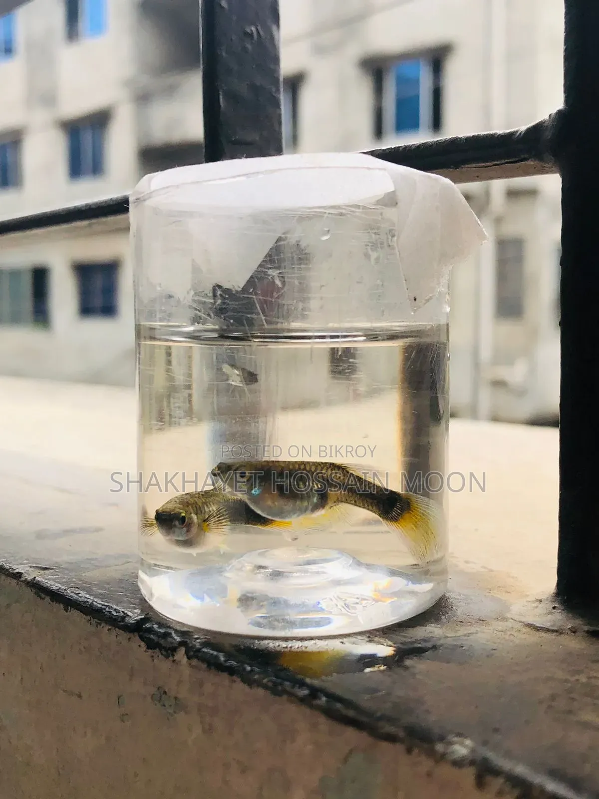 Guppy Santa Claus