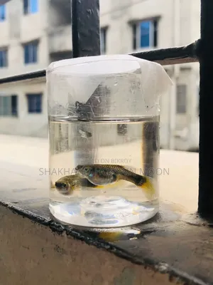 Guppy Santa Claus