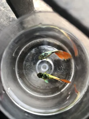 Guppy Santa Claus