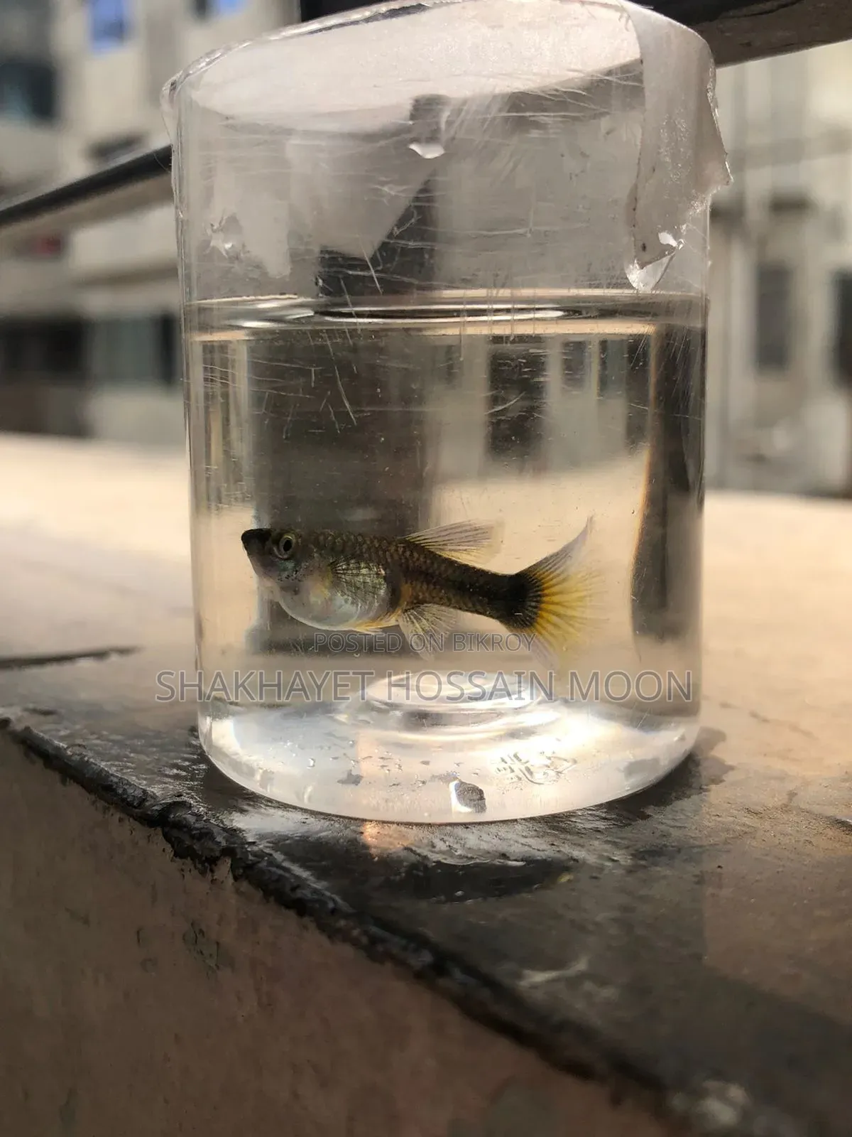 Guppy Santa Claus