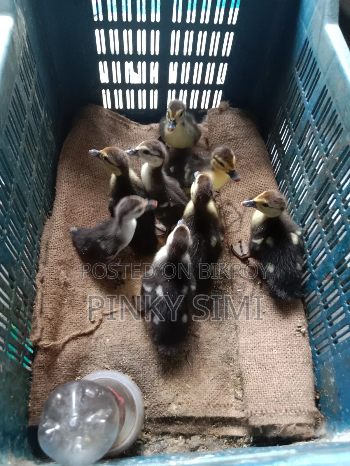 Chinese Ducklings