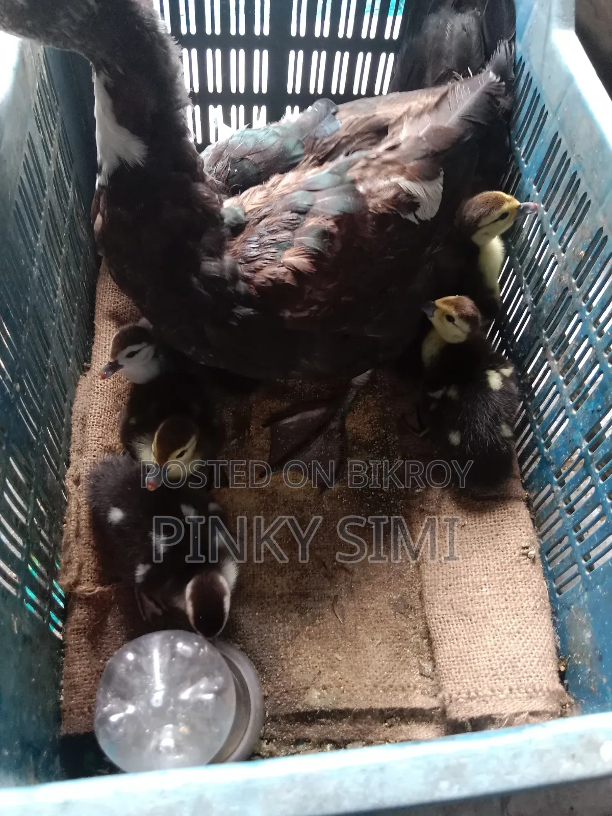 Chinese Ducklings