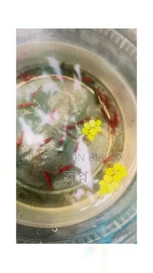 পাইকারি মূল্যে মিক্সড গাপ্পি মাছ কিনুন