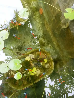 পাইকারি মূল্যে মিক্সড গাপ্পি মাছ কিনুন