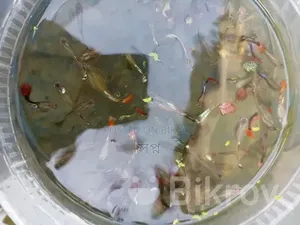 পাইকারি মূল্যে মিক্সড গাপ্পি মাছ কিনুন