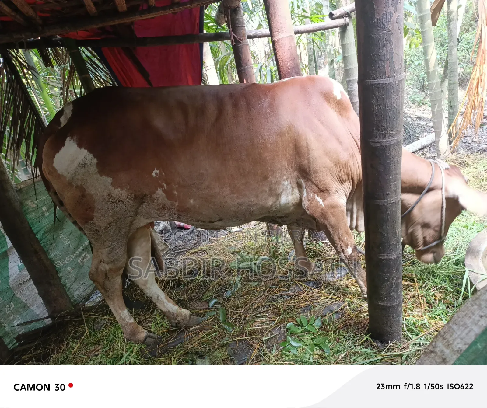 For Qurbani Cow