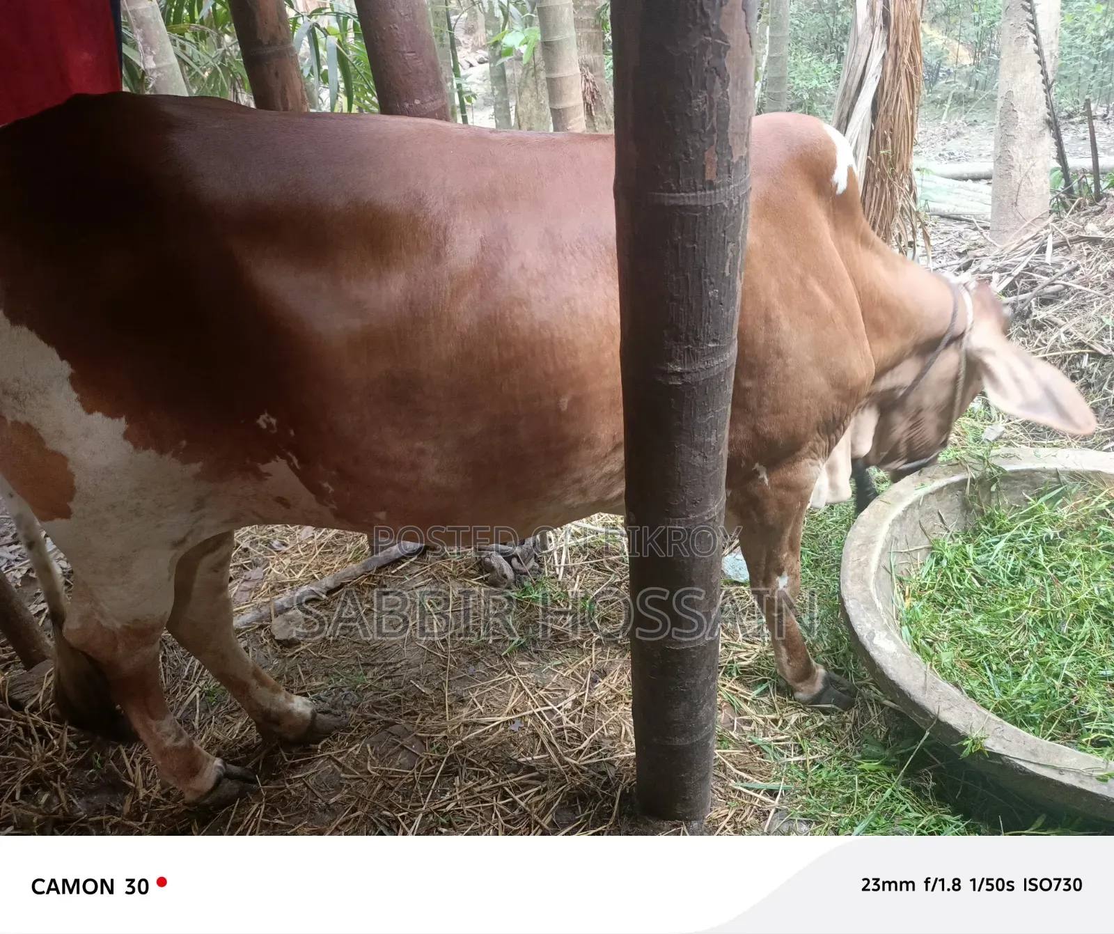 For Qurbani Cow